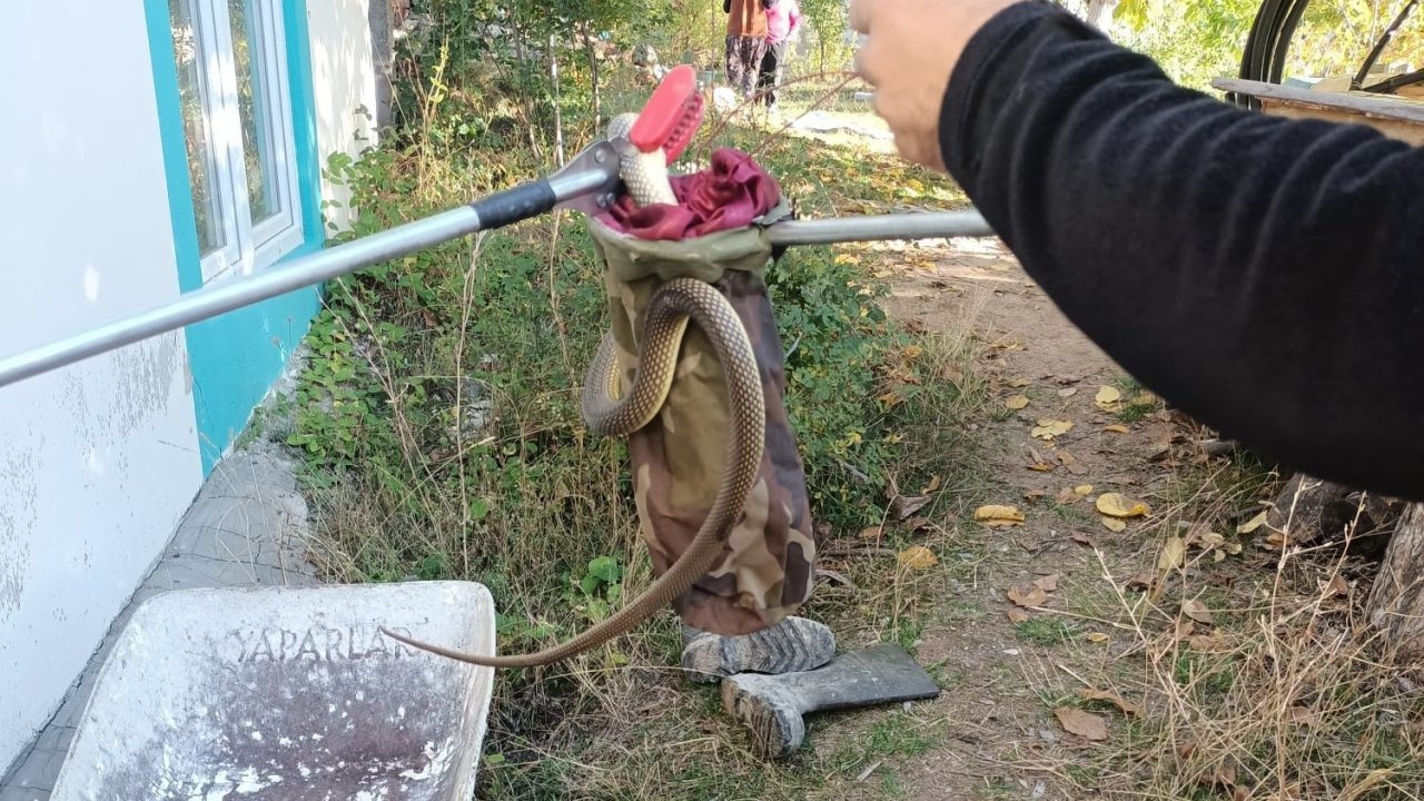 Eve giren yılan paniğe neden oldu
