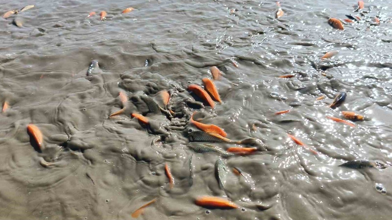 Gölet kurudu, balıklar telef oldu