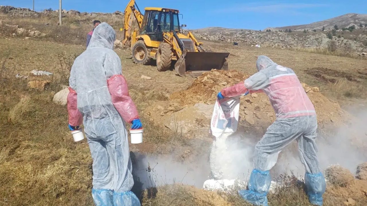 Gümüşhane’de şarbon hastalığı nedeniyle 6 köye giriş çıkış yasaklandı