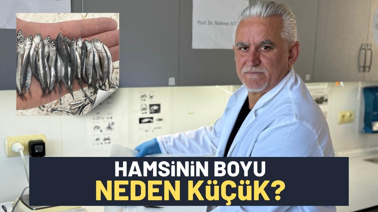 Hamsinin boyu neden küçük?