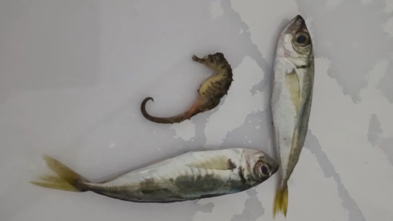 İlginç olay: Balıkların arasından denizatı çıktı