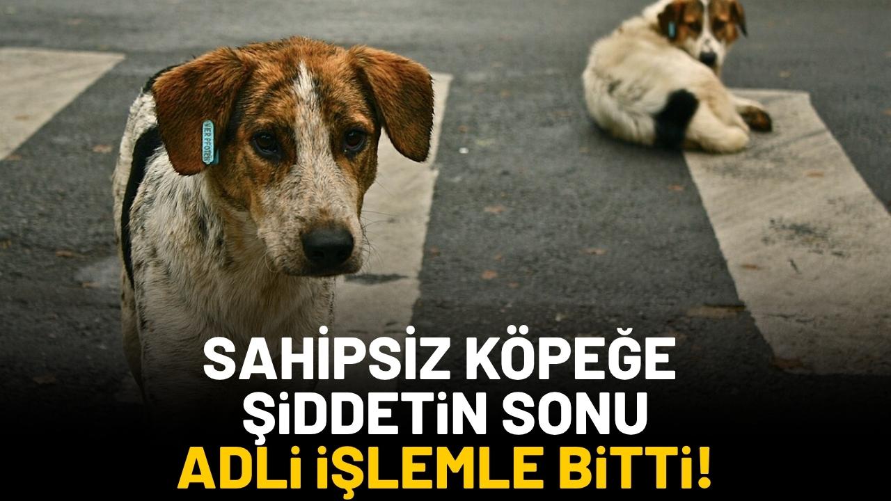 İzmir'de sahipsiz köpeğe kemerle şiddet uygulayan şahsa adli işlem!