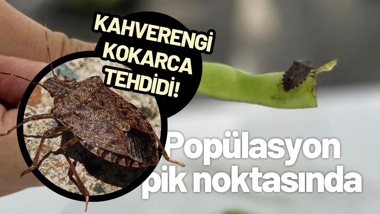 Kahverengi kokarca tehdidi! Popülasyon pik noktasında