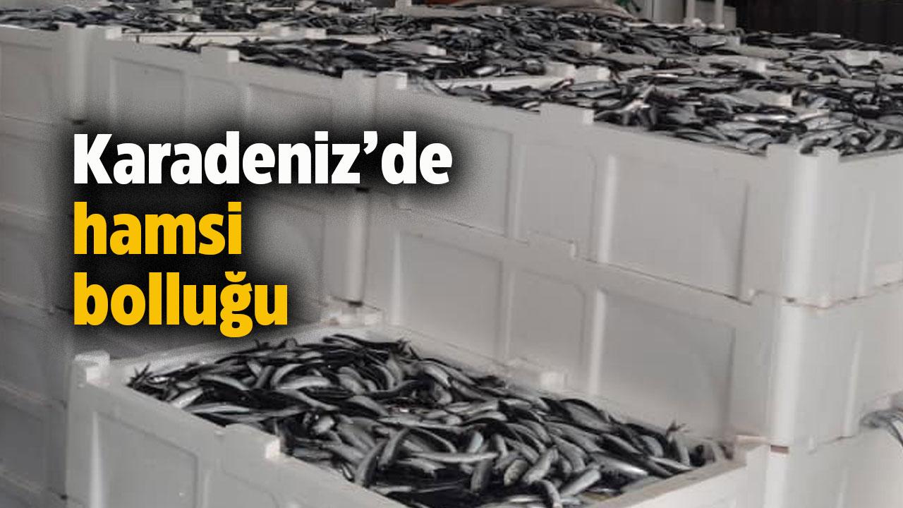 Karadeniz’de hamsi bereketi