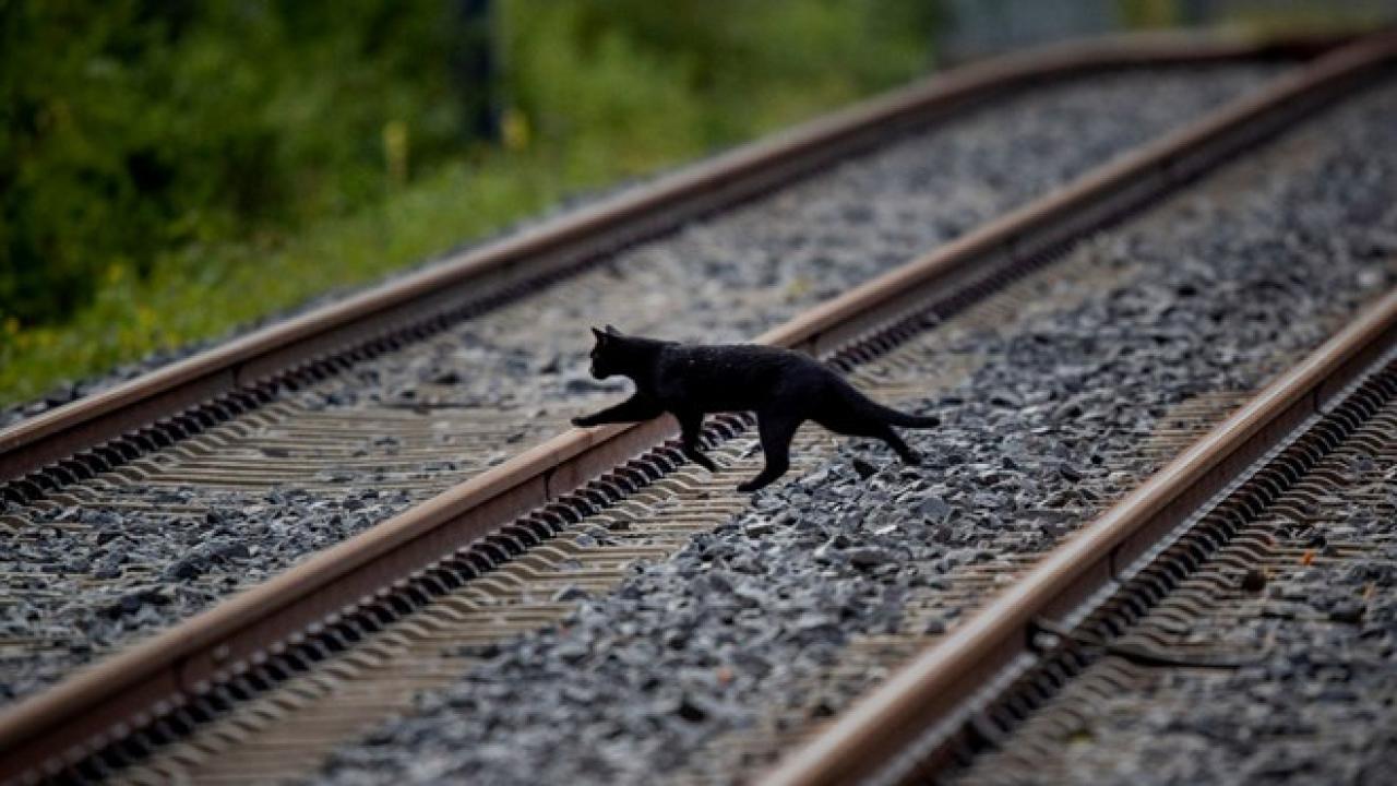 Katalonya'da kara kedi alarmı: Sahiplenmek yasaklandı