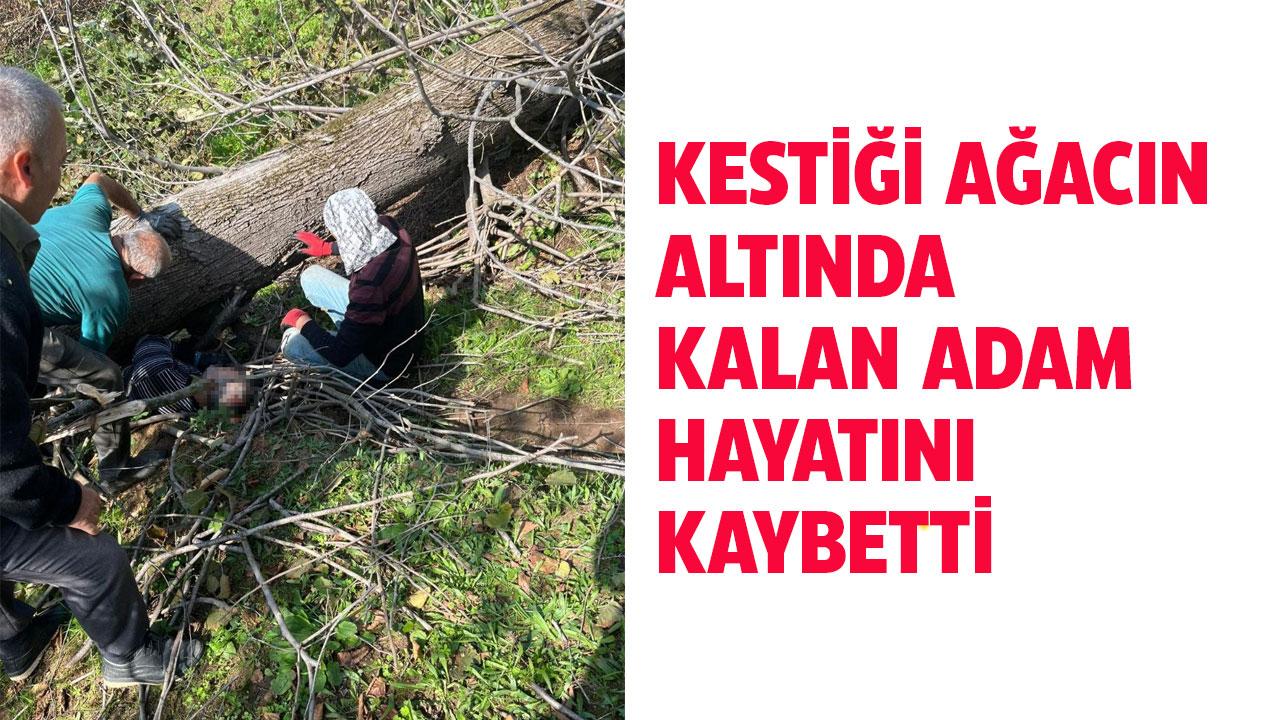 Kestiği ağacın altında kalan adam öldü
