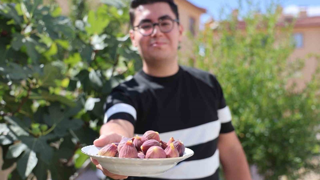 Konya’da yetişmesi zor bilinen inciri apartman bahçesinde yetiştirdi