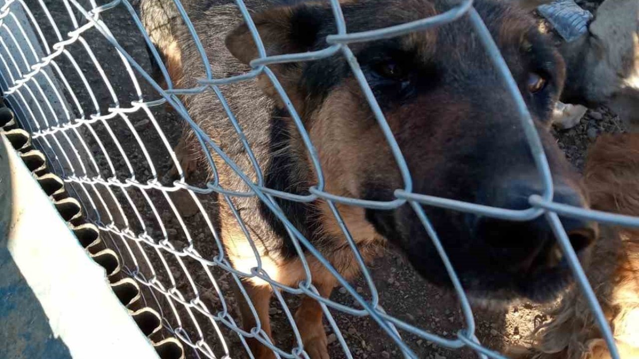 Köpeğe şiddet uygulayan şahıs gözaltına alındı