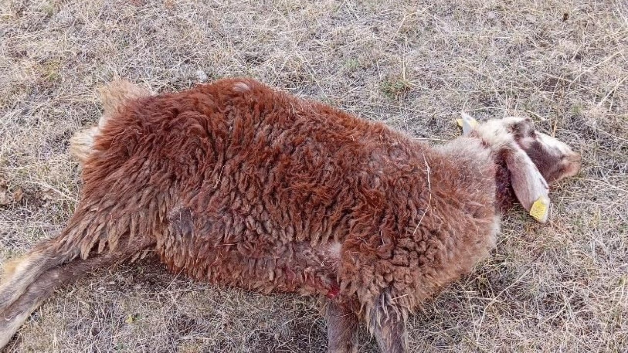 Kurtlar sürüye daldı: 3 koyun telef oldu