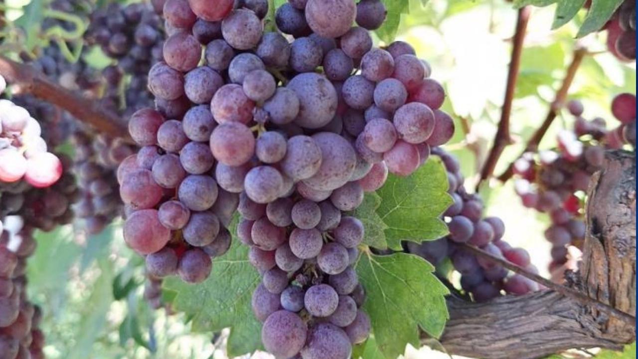 OMÜ projesi desteklenmeye hak kazandı