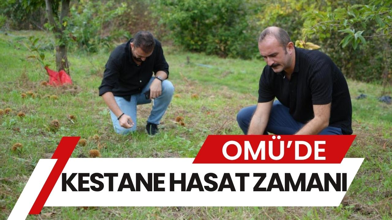 OMÜ'de gal arısı ve hastalıklara dayanıklı kestanelerde hasat zamanı