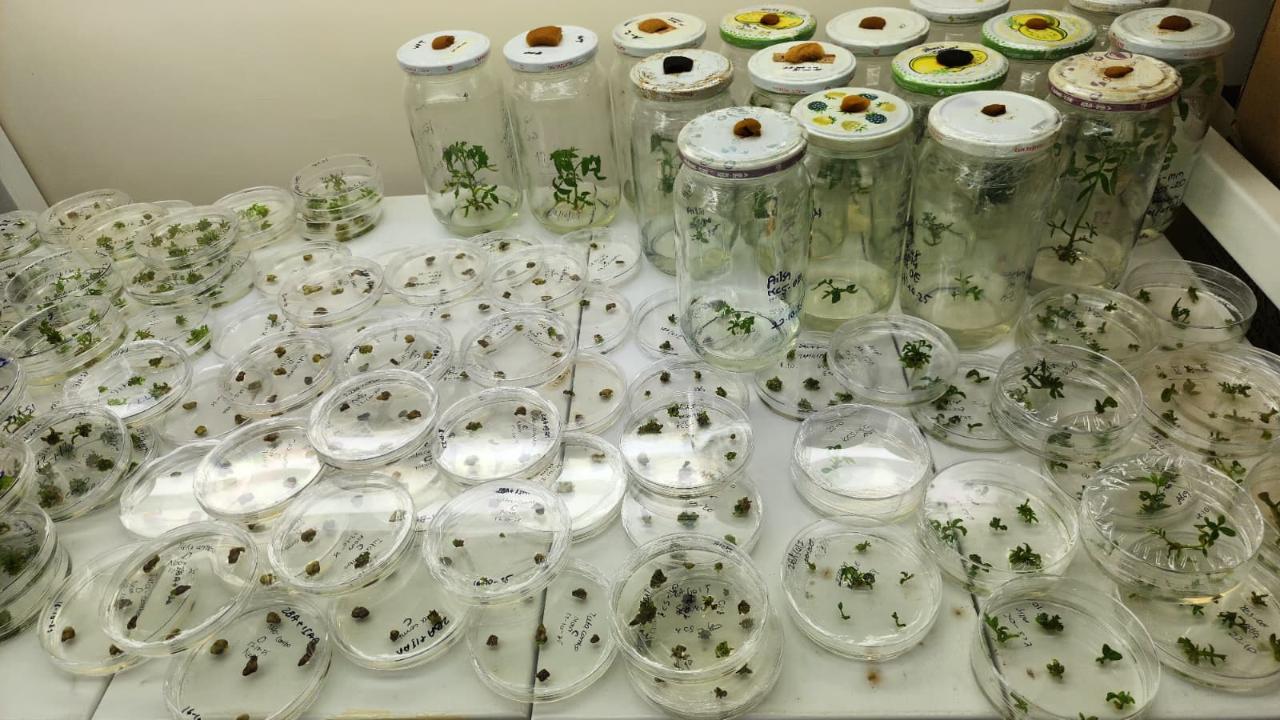 OMÜ'den TÜBİTAK 1002-A başarısı