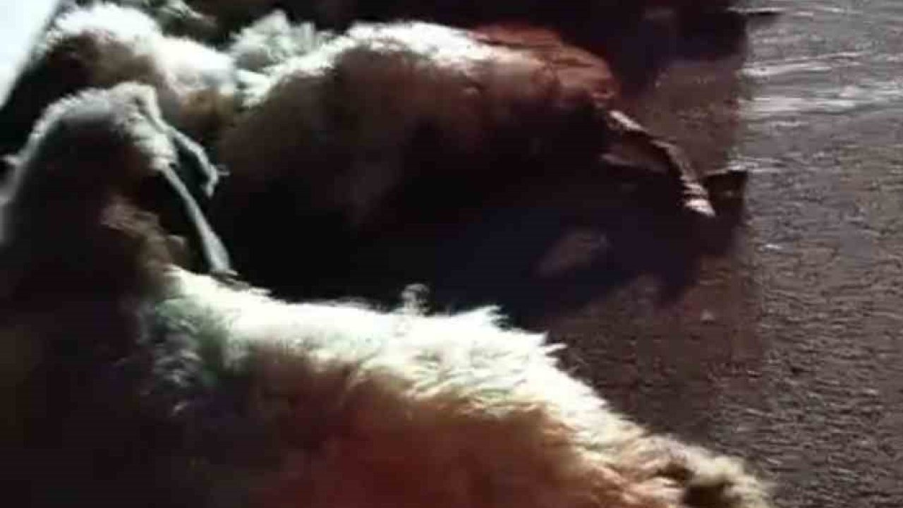 Otomobil sürüye çarptı, onlarca koyun telef oldu