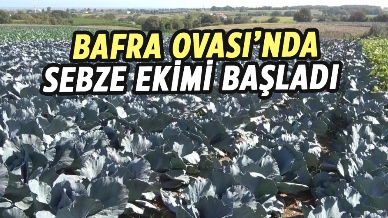 Samsun Bafra Ovası’nda sebze ekimi başladı