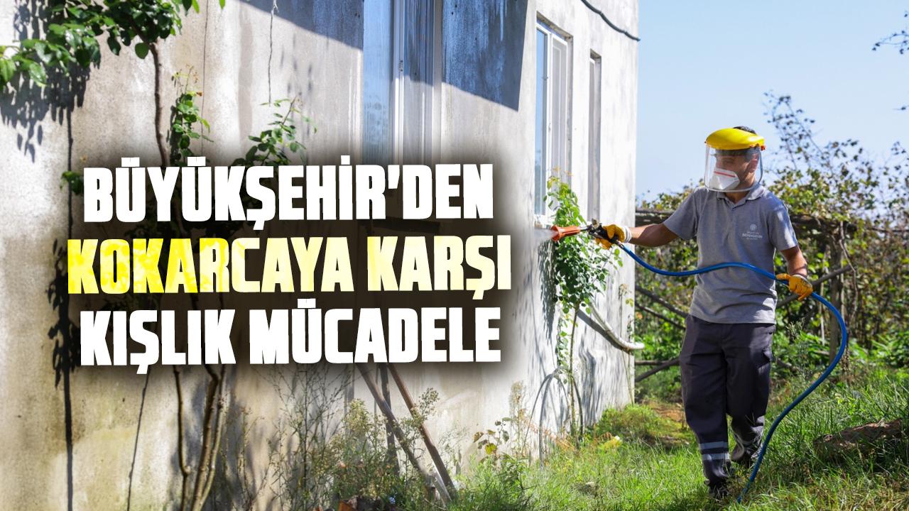 Samsun Büyükşehir'den Kokarcaya karşı kışlık mücadele