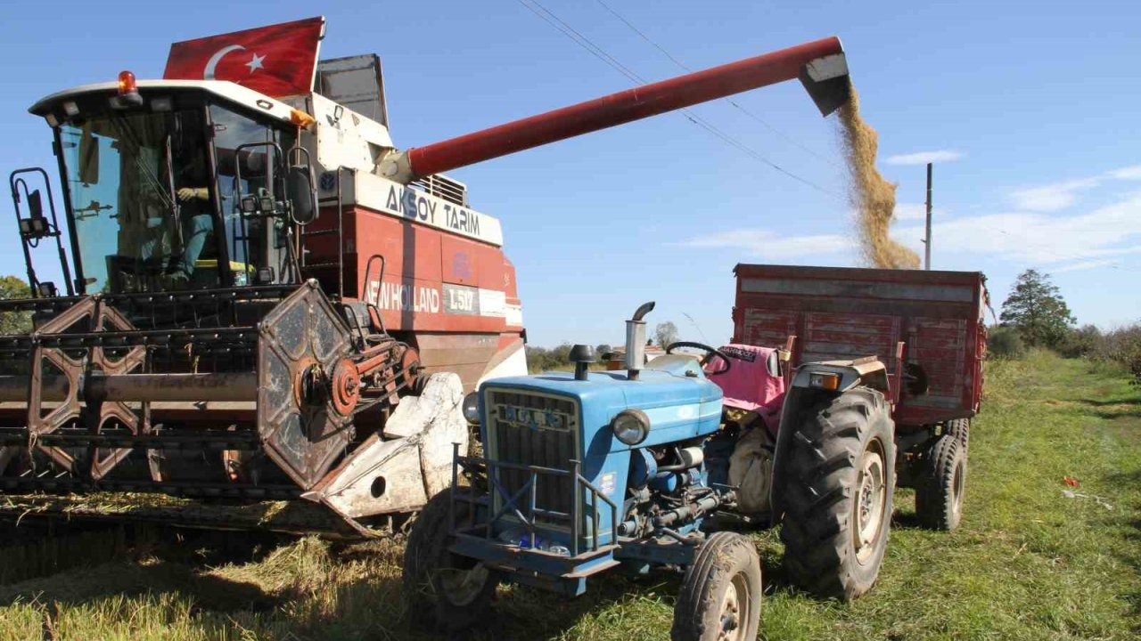 Samsun Çarşamba Ovası’nda çeltik hasadı