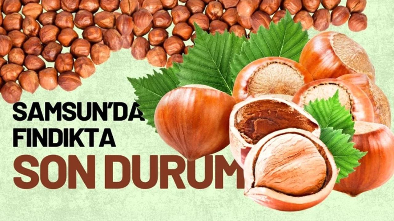 Samsun fındık fiyatları yükseliyor mu? 19 Ekim 2025 Pazar fındık fiyatları