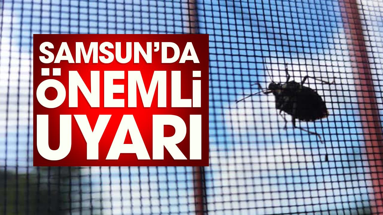 Samsun Terme'de kahverengi kokarca uyarısı