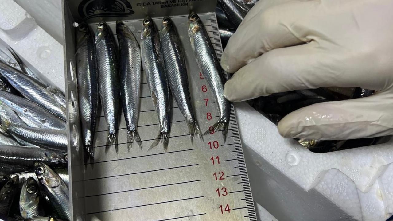 Samsun'da avlanan balıklar kontrol ediliyor