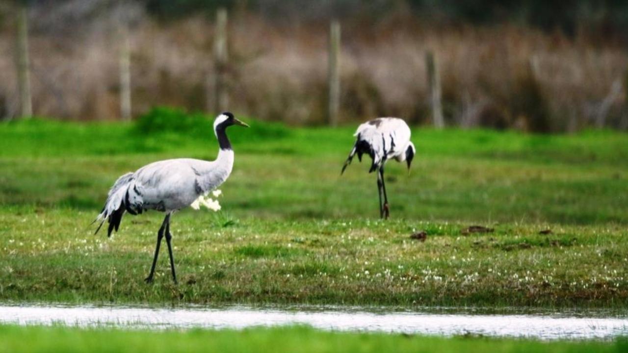 Samsun'da bin 200 hayvan doğaya salındı
