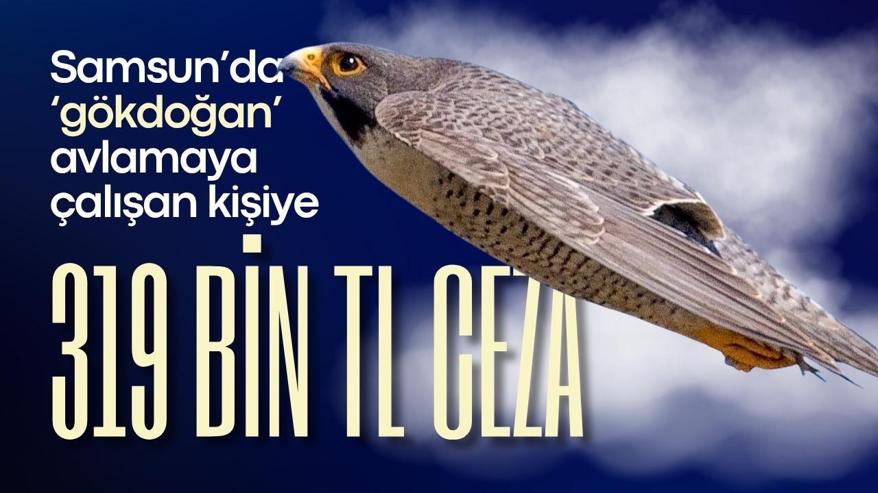 Samsun’da ‘gökdoğan’ avlamaya çalışan kişiye 319 bin TL ceza