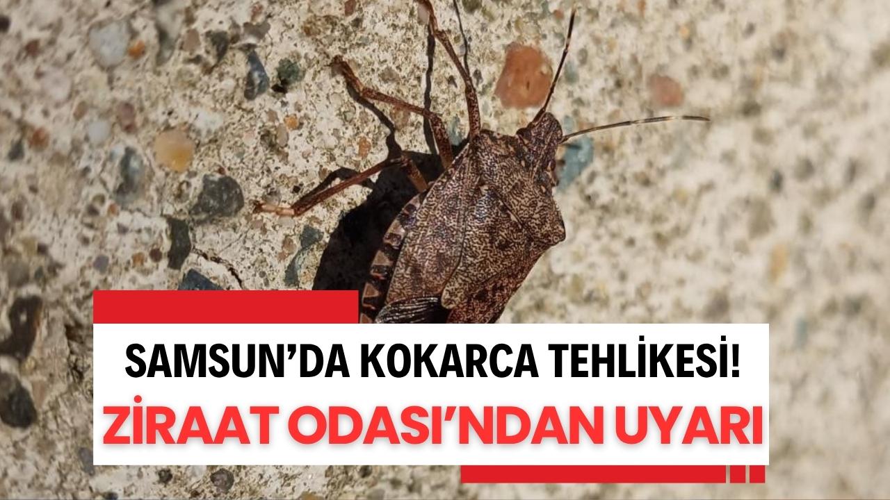 Samsun'da kahverengi kokarcanın kışlaklara yönelme tehlikesi