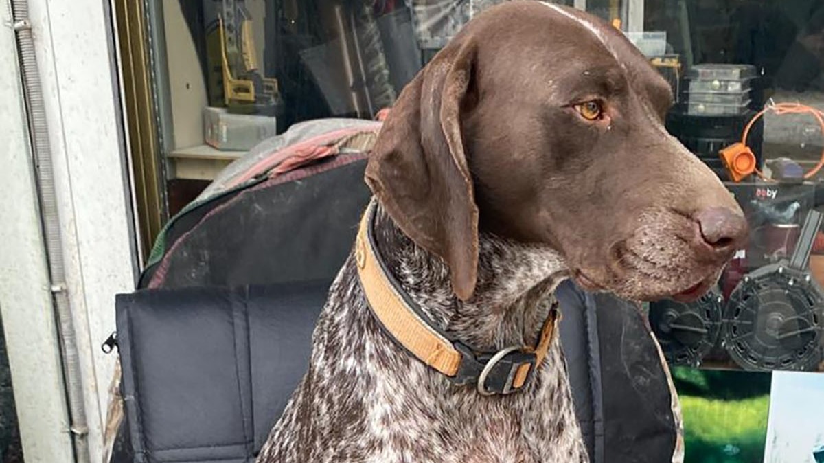 Samsun’da kurzuar cinsi av köpeği kayboldu