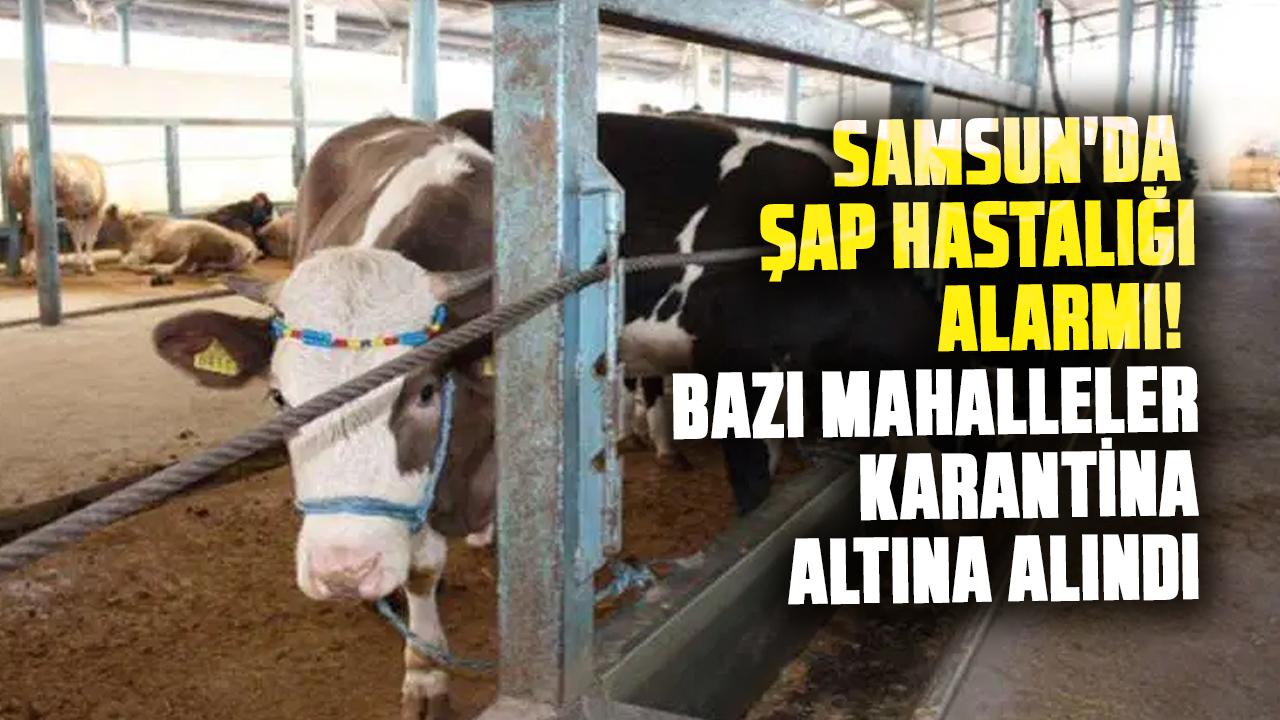 Samsun'da şap hastalığı alarmı! Bazı mahalleler karantina altına alındı