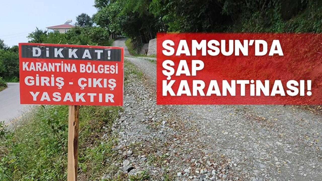 Samsun'da şap karantinası