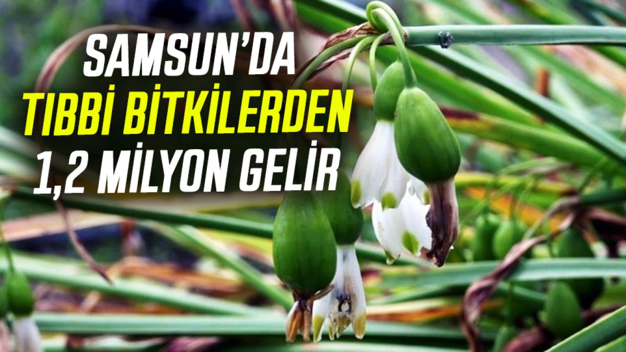 Samsun’da tıbbi bitkilerden 1,2 milyon gelir