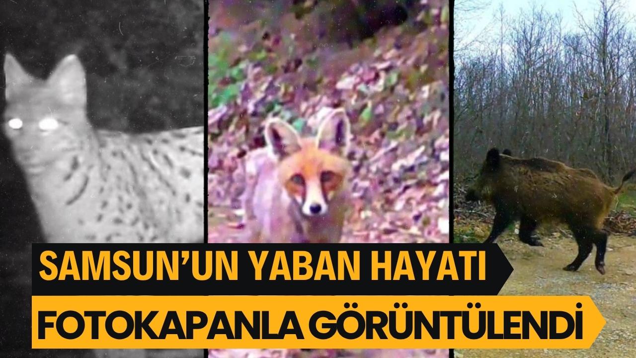 Samsunlu doğa tutkunları yaban hayatı kayıt altına alıyor