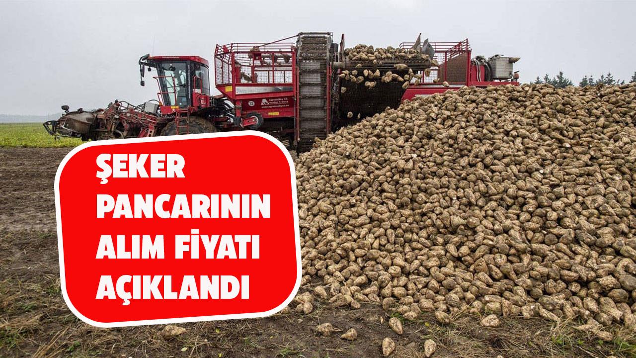 Şeker pancarı alım fiyatı belli oldu