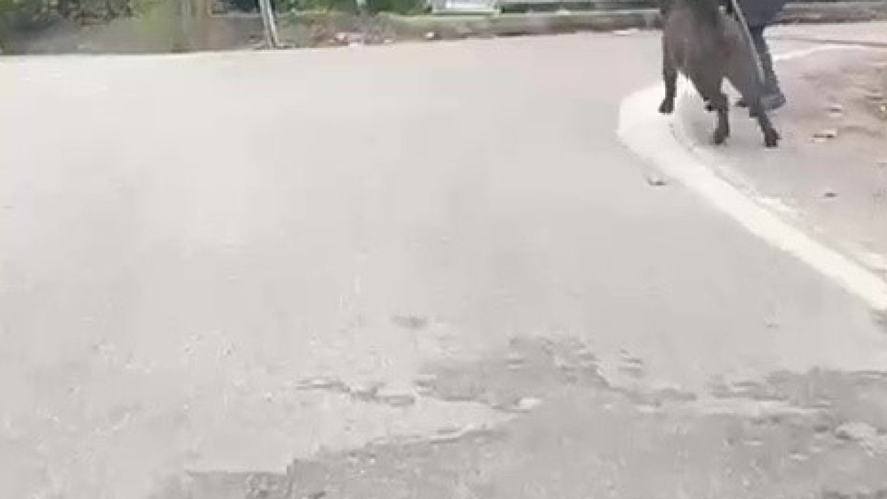 Yaşlı adam, üzerine koşan domuzdan son anda kurtuldu