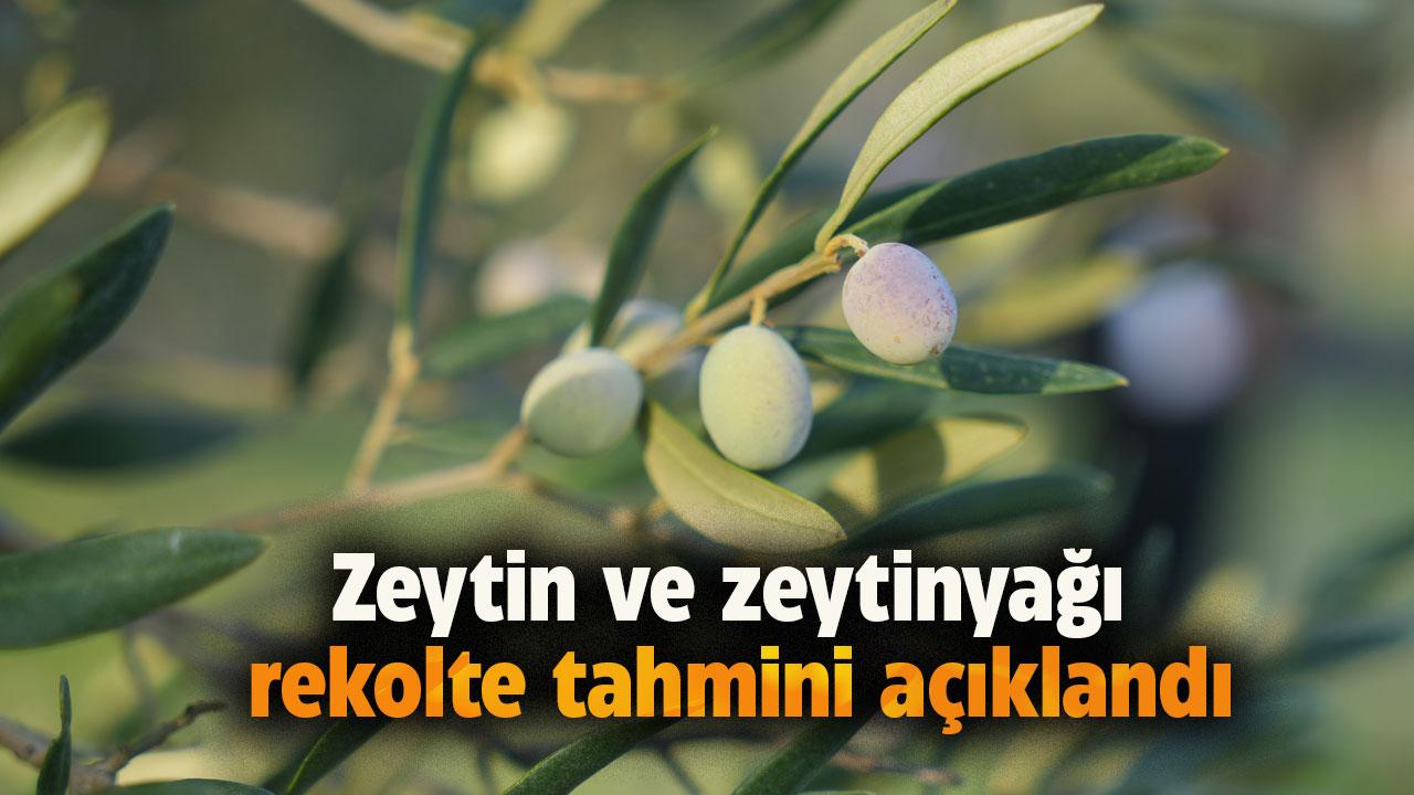 Zeytin ve zeytinyağı rekolte tahmini ne kadar?