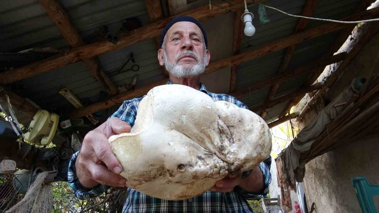 3 kilo dev mantar bulundu