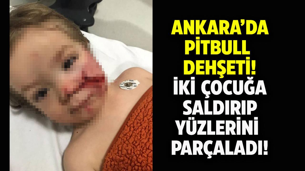 Ankara'da pitbull dehşet saçtı! 2 çocuğu yaraladı!