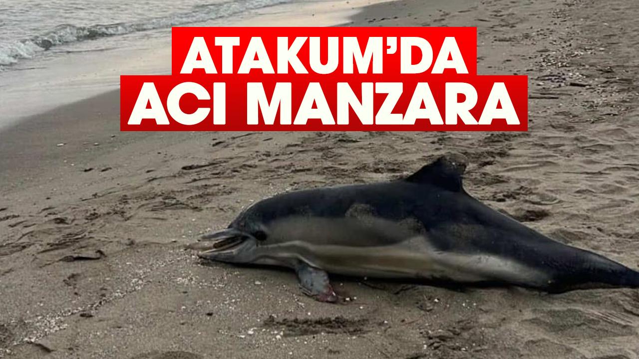 Atakum'da acı manzara! Ölü yunus sahile vurdu