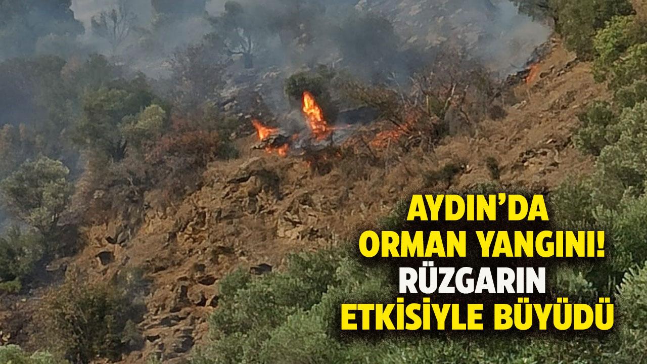 Aydın'da orman yangını! Yangın rüzgarın etkisiyle büyüdü