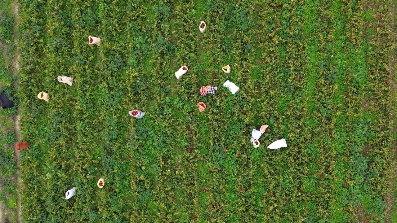 Bafra Ovası'nda kapya biber hasadı