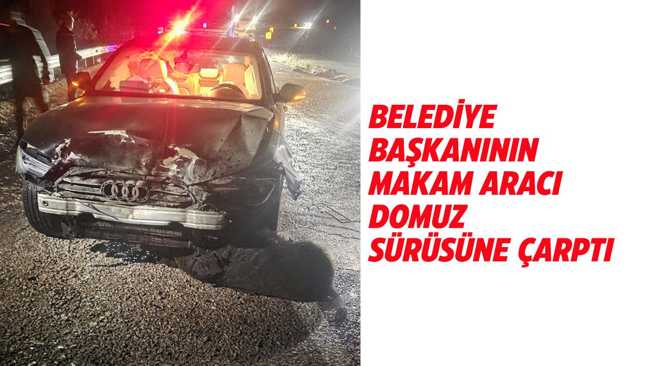 Belediye Başkanının makam aracı domuz sürüsüne çarptı