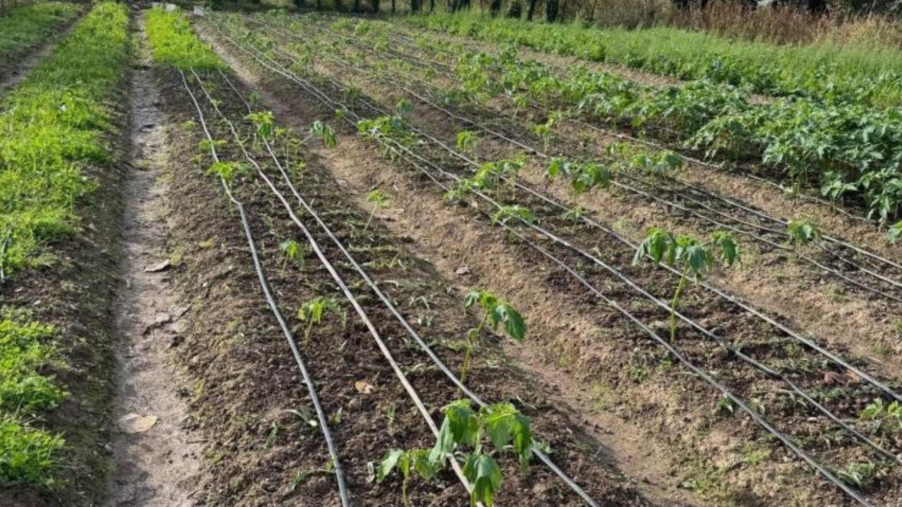 Çarşamba Ovası'nın yeni gözdesi: Salep