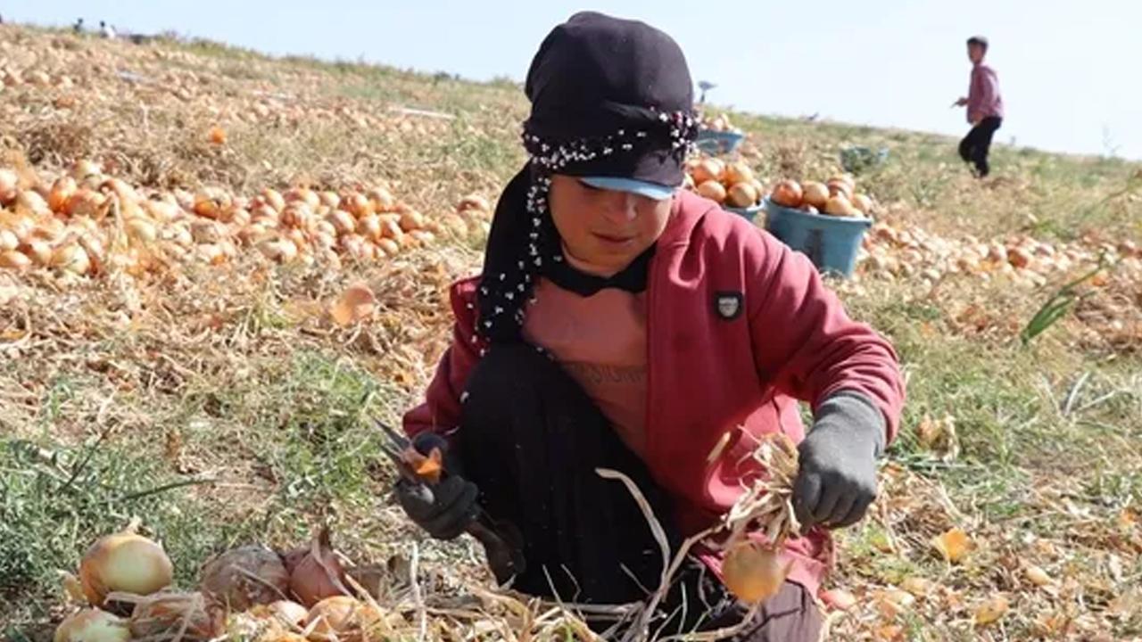 Çocuk işçiliğinde sıfır tolerans: Türkiye’den ölçülebilir sonuçlar ve yeni nesil mücadele modeli