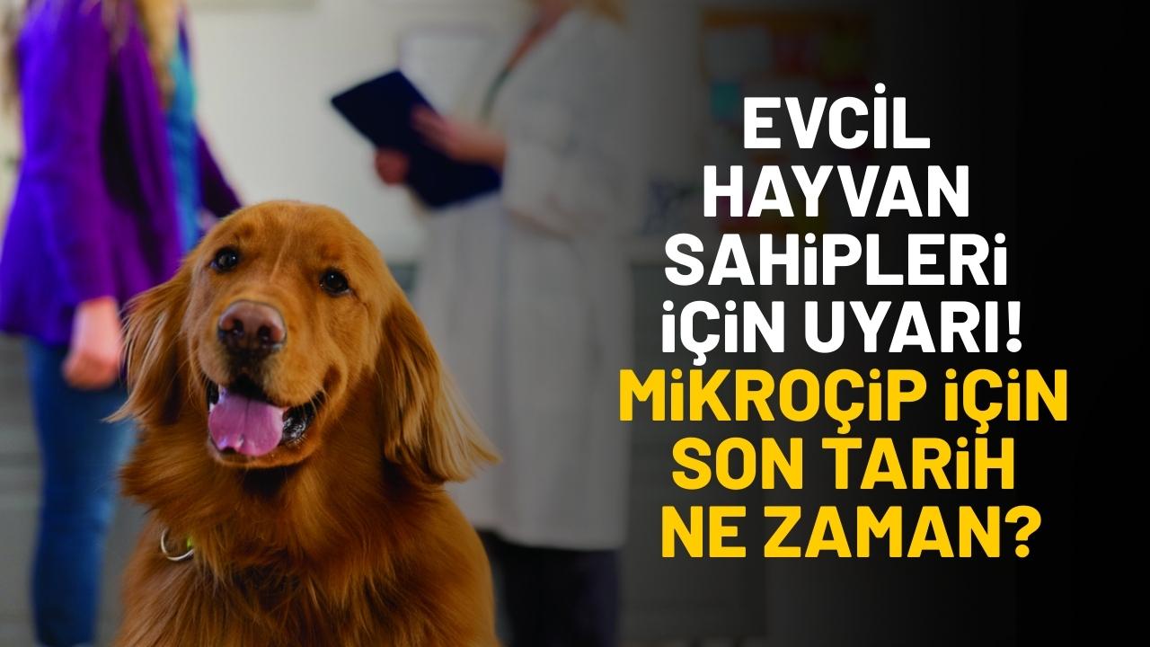Evcil hayvan sahipleri için uyarı! Mikroçip için son tarih ne zaman?