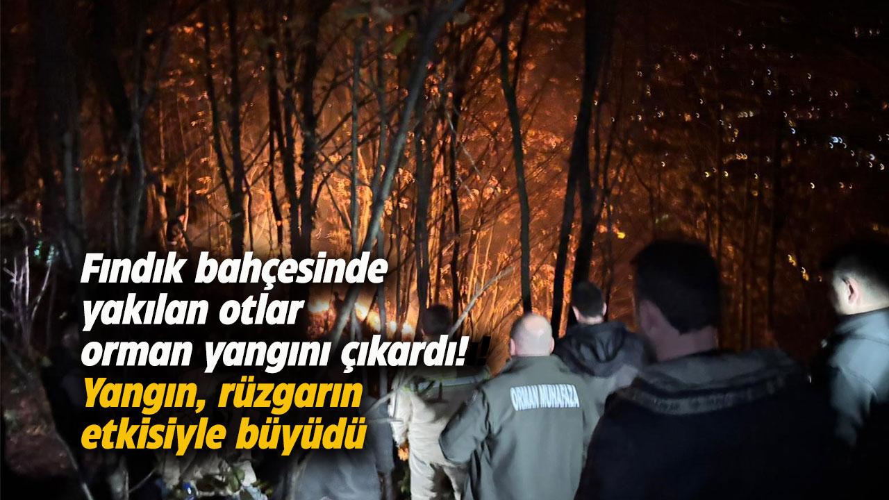 Fındık bahçesinde yakılan otlar orman yangını çıkardı! Yangın, rüzgarın etkisiyle büyüdü