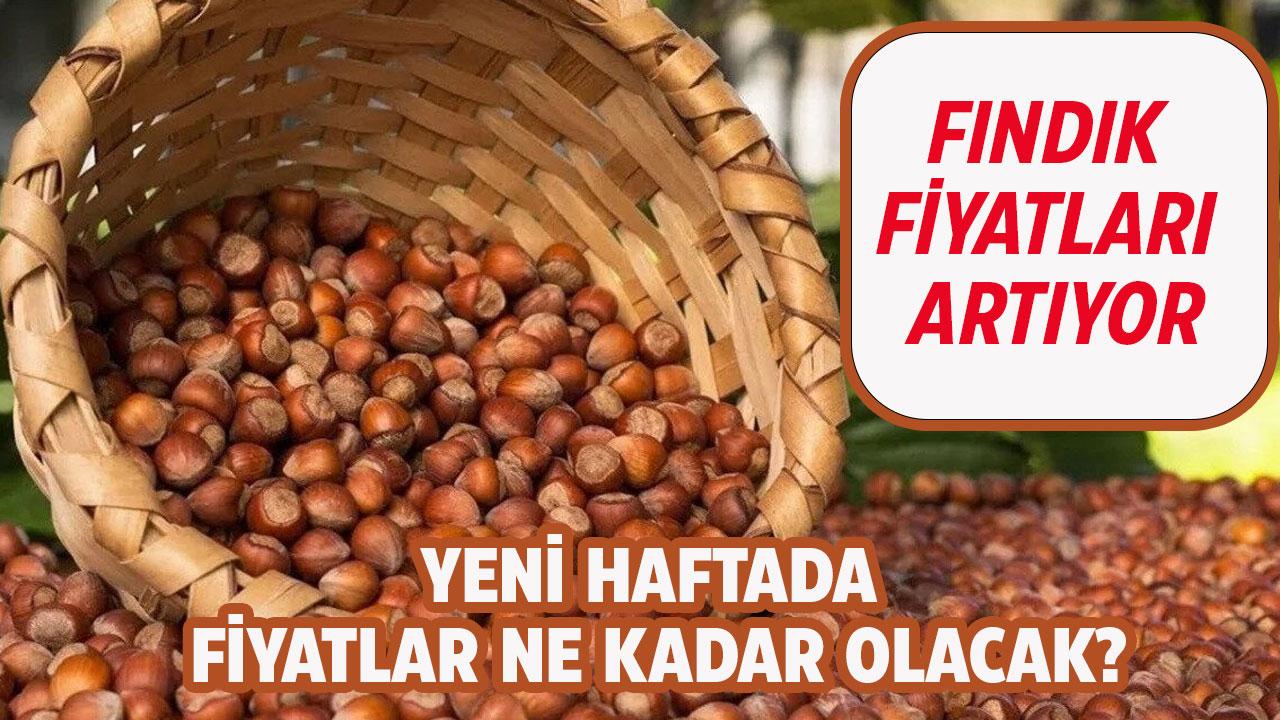 Fındık fiyatı artıyor! Fındık fiyatı 17 Kasım 2025 kaç TL olacak?