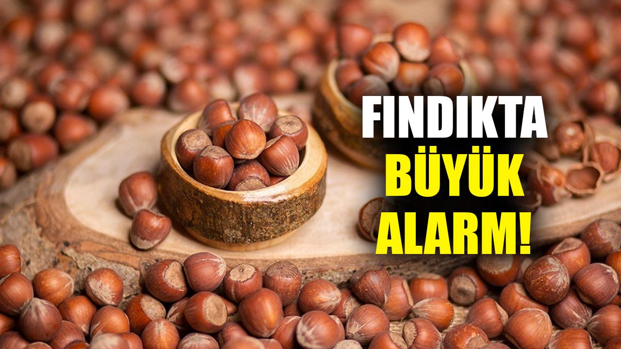 Fındık ihracatında büyük düşüş yaşanıyor