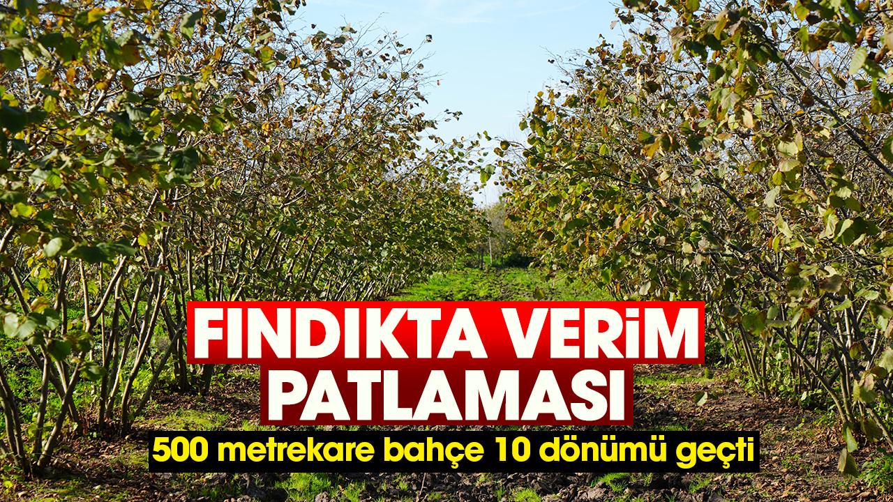 Fındıkta verim patlaması: 500 metrekare bahçe 10 dönümü geçti