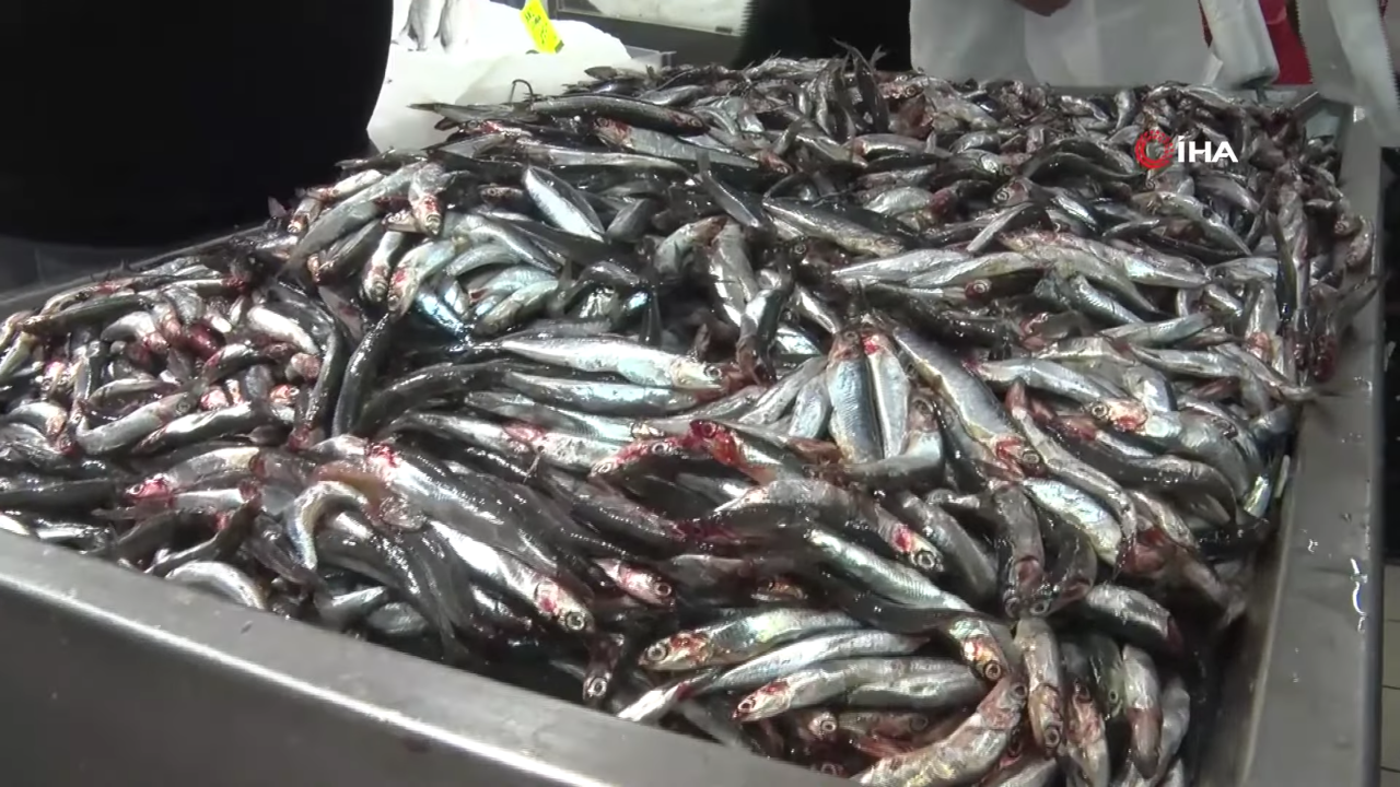 Hamsinin kilosu 50 liraya Düştü, vatandaşlar markete akın etti