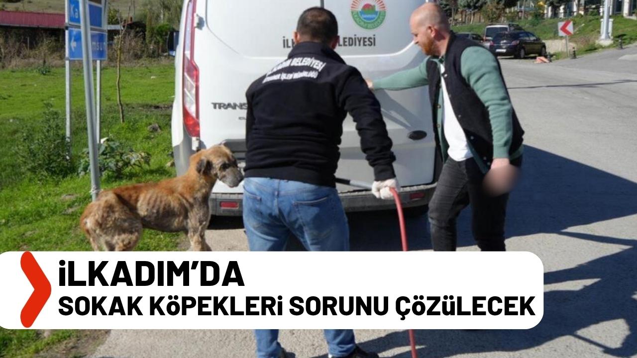 İlkadım Belediye Başkanı Kurnaz: Sahipsiz hayvan problemi ortadan kalkacak