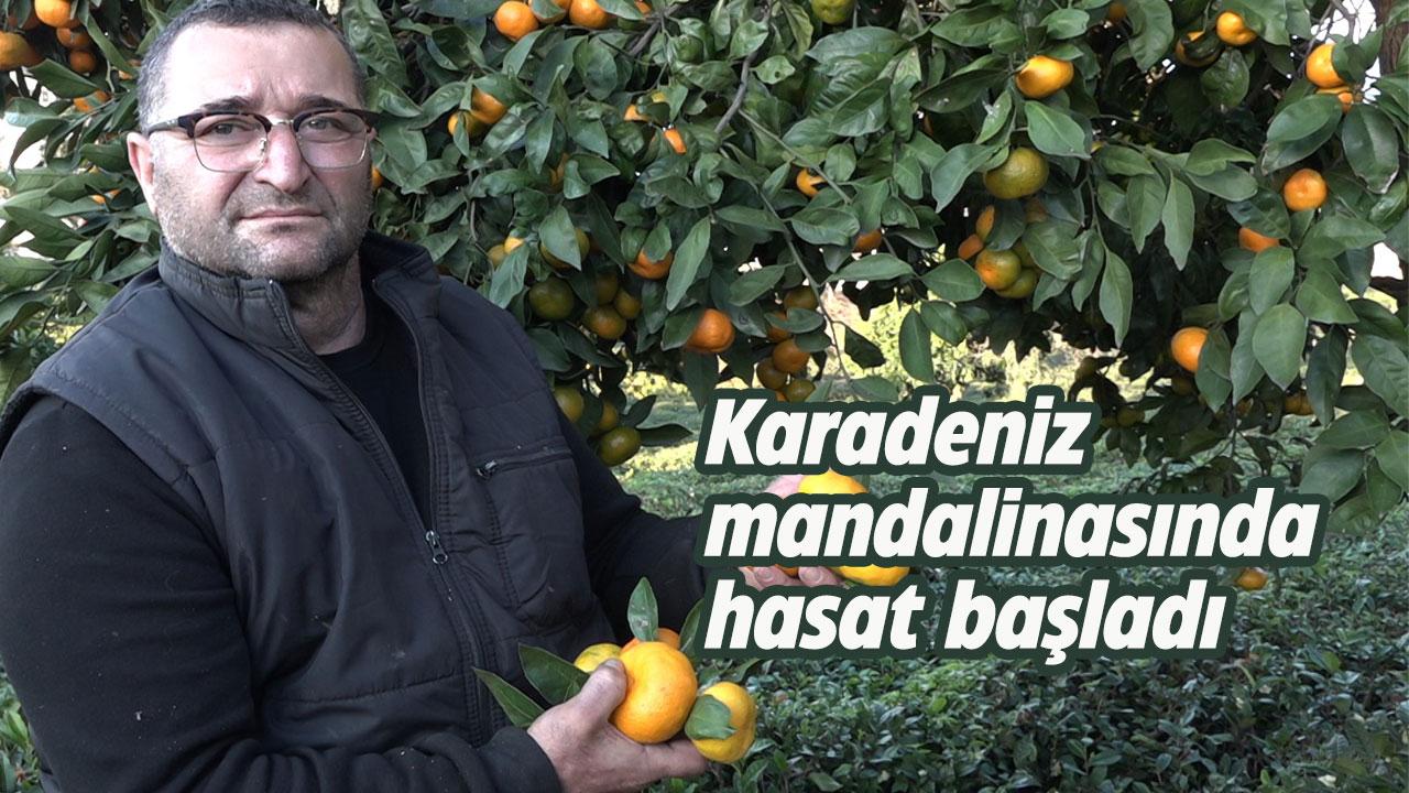 Karadeniz mandalinasında hasat başladı